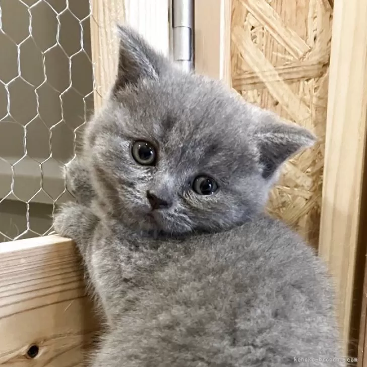 ID:2504-03599の子猫