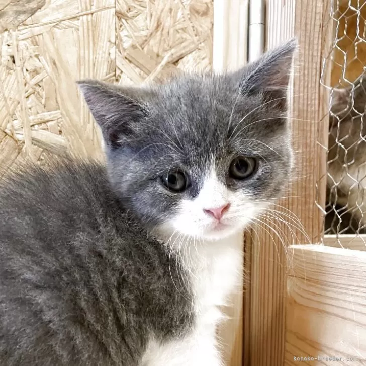 ID：2504-03596の子猫