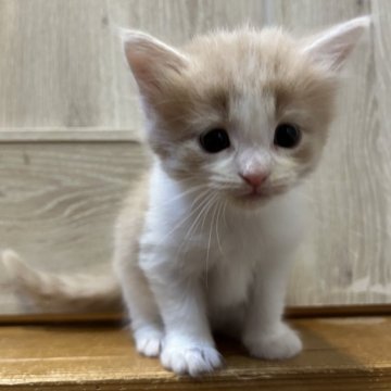 ノルウェージャンフォレストキャット【岐阜県・女の子・2025年11月10日・クリームタビー&ホワイト】の写真「かわいい女の子です」