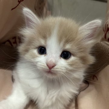 ノルウェージャンフォレストキャット【岐阜県・女の子・2025年11月10日・クリームタビー&ホワイト】の写真「かわいい女の子です」