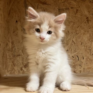 ノルウェージャンフォレストキャット【岐阜県・男の子・2025年9月8日・クリームタビー&ホワイト】の写真「ご見学は１１月９日までとなります」