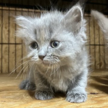 ブリティッシュロングヘア【岐阜県・女の子・2025年7月28日・ブルー】の写真「かわいい女の子です」