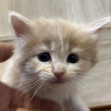 ノルウェージャンフォレストキャット【岐阜県・女の子・2025年11月10日・クリームタビー&ホワイト】の写真「かわいい女の子です」