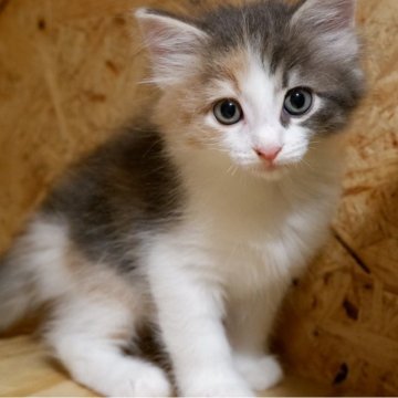 ノルウェージャンフォレストキャット【岐阜県・女の子・2025年9月8日・ブルーパッチドタビー&ホワイト】の写真「ご見学は１１月９日までとなります」