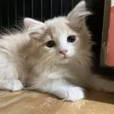 ノルウェージャンフォレストキャット
