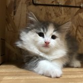 ノルウェージャンフォレストキャット