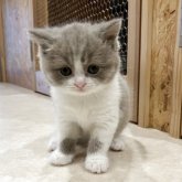 ブリティッシュショートヘア