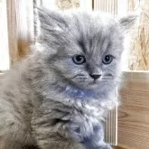 ブリティッシュショートヘア