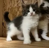 ノルウェージャンフォレストキャット