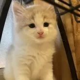 ノルウェージャンフォレストキャット【岐阜県・男の子・2025年1月2日・クリームタビー&ホワイト】の写真1