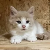 ノルウェージャンフォレストキャット