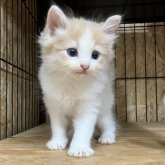 ノルウェージャンフォレストキャット