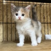 ノルウェージャンフォレストキャット