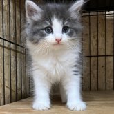 ノルウェージャンフォレストキャット