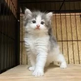 ノルウェージャンフォレストキャット
