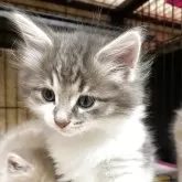 ノルウェージャンフォレストキャット