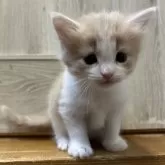 ノルウェージャンフォレストキャット