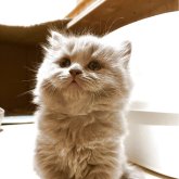 ブリティッシュロングヘア