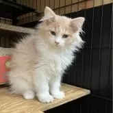 ノルウェージャンフォレストキャット