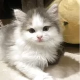 ノルウェージャンフォレストキャット