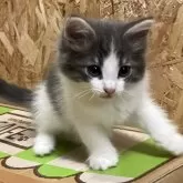 ノルウェージャンフォレストキャット