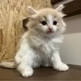 ノルウェージャンフォレストキャット【岐阜県・女の子・2024年12月19日・クリームタビー&ホワイト】の写真1