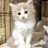 ノルウェージャンフォレストキャット