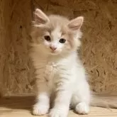 ノルウェージャンフォレストキャット