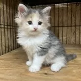 ノルウェージャンフォレストキャット
