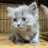 ブリティッシュロングヘア