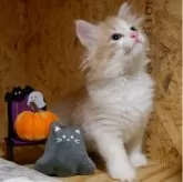 ノルウェージャンフォレストキャット