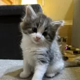 ノルウェージャンフォレストキャット