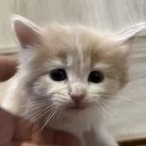 ノルウェージャンフォレストキャット