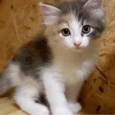 ノルウェージャンフォレストキャット