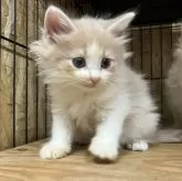 ノルウェージャンフォレストキャット