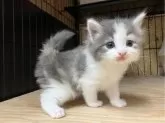 ノルウェージャンフォレストキャット【岐阜県・女の子・2025年5月9日・ブルーパッチドタビー&ホワイト】の写真2