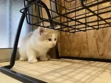 ノルウェージャンフォレストキャット【岐阜県・男の子・2025年1月2日・クリームタビー&ホワイト】の写真3