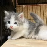 ノルウェージャンフォレストキャット【岐阜県・女の子・2025年5月9日・ブルーパッチドタビー&ホワイト】の写真3