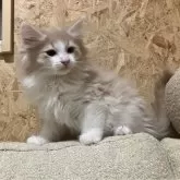 ノルウェージャンフォレストキャット【岐阜県・男の子・2024年12月19日・クリームタビー&ホワイト】の写真5