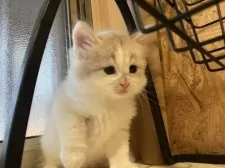 ノルウェージャンフォレストキャット【岐阜県・男の子・2025年1月2日・クリームタビー&ホワイト】の写真5