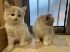 ノルウェージャンフォレストキャット【岐阜県・男の子・2025年1月2日・クリームタビー&ホワイト】の写真6