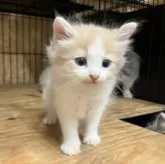 ノルウェージャンフォレストキャット【岐阜県・男の子・2025年6月18日・クリームタビー&ホワイト】の写真7