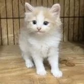 ノルウェージャンフォレストキャット【岐阜県・男の子・2025年6月18日・クリームタビー&ホワイト】の写真8