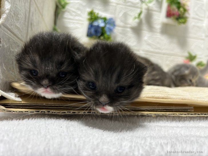 大槻千秋ブリーダーのブログ：スコティッシュフォールド子猫