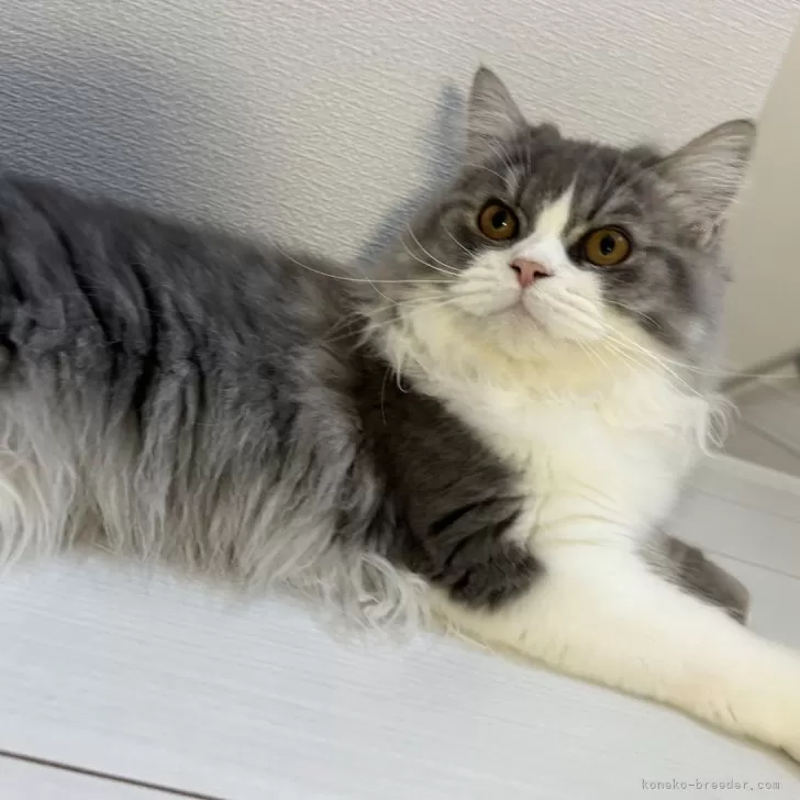 ID：2405-01160の子猫