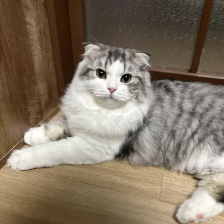 ID：2405-00979の子猫