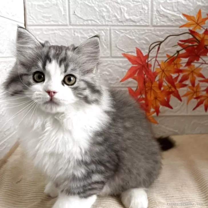 スコティッシュフォールド(立ち耳)【宮城県・男の子・2025年8月24日・シルバータビーホワイト】の写真1