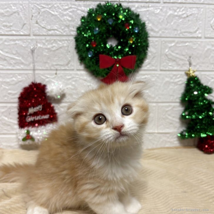 ブリーダー画像