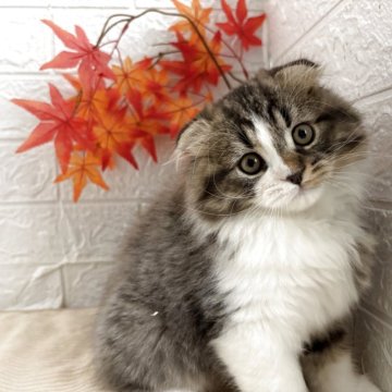 スコティッシュフォールド(折れ耳)【宮城県・男の子・2025年8月24日・ブラウンタビーホワイト】の写真「活発で運動神経抜群！」