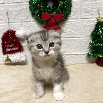 スコティッシュフォールド【宮城県・男の子・2025年9月13日・シルバータビー&ホワイト】の写真「甘えん坊な男の子💕」